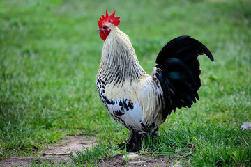 Sundheimer Hahn, alte Haustierrasse