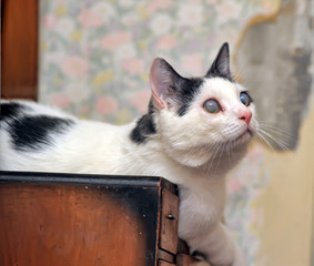 white with gray blind cat