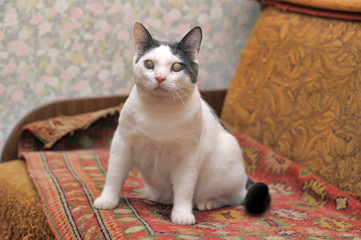 white with gray blind cat