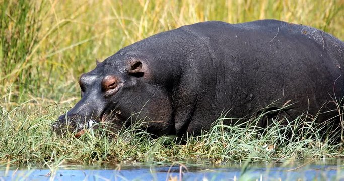 big hippo Moremi, Okawango delta, Botswana
