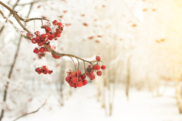 Rowan branch with red berries. Seasonally Christmass and New Year winter background concept. Close-up photo.