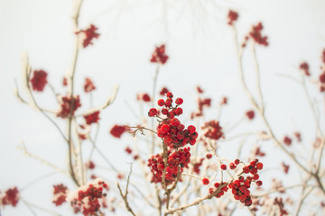 Rowan branch with red berries. Seasonally Christmass and New Year winter background concept. Close-up photo.