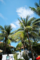Fototapeta premium palm trees