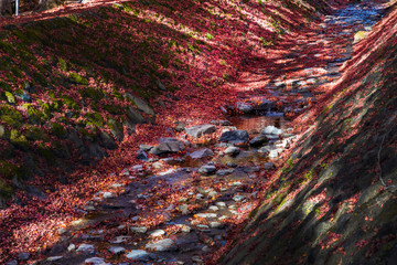 梨川の流れともみじ回廊の紅葉
