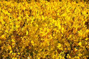 yellows leaves in autumn