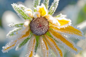Frosty yellow flower on a cold winter day.