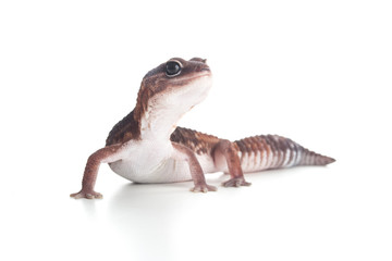 geco con fondo bianco