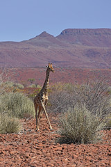 Steppengiraffe (giraffa camelopardalis) im Damaraland bei Palmwag (Namibia)