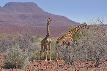 Giraffen (giraffa camelopardalis) im Damaraland bei Palmwag (Namibia)