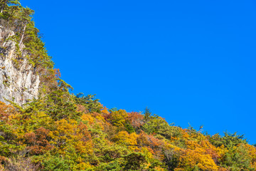 Beautiful landscape with maple leaf tree in autumn season