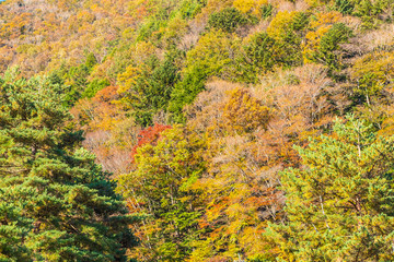 Beautiful landscape with maple leaf tree in autumn season