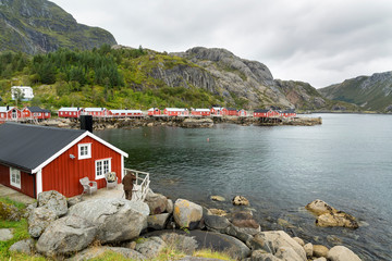 Panoramic view of photographer taking pictures of traditional red wooden houses, Rorbuer in the small fisherman village of Nusfjord, Norway.