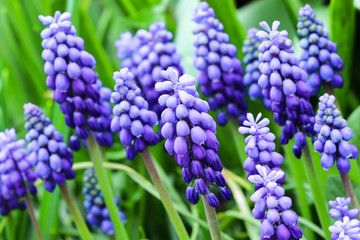 Purple spring flowers muscari.