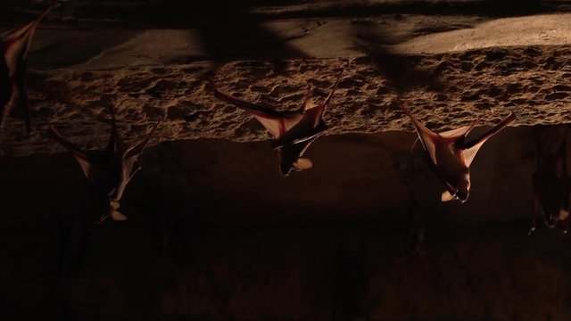 Close up of two bats hanging on a wall