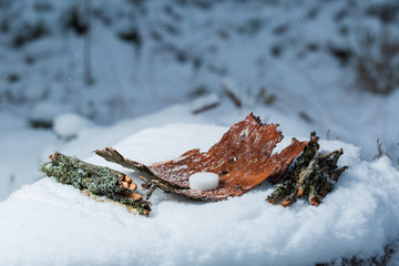 Dry fuel in the form of dry alcohol for ignition. In the frame of twigs, birch bark, dry fuel. The background of winter forest is blurred