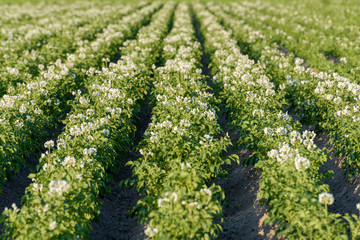 Flowering potato plants (solanum tuberosum) growing in a field