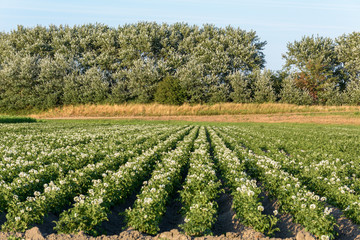 Fototapeta na wymiar Rows of potato plants (solanum tuberosum) growing on farmland in the summer