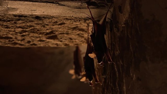 Close up of the back view of three bats holding on to a wall