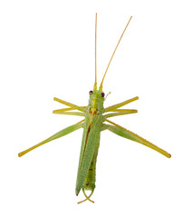 Green grasshopper