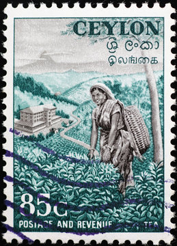 Woman picking tea leaves on vintage stamp of Ceylon