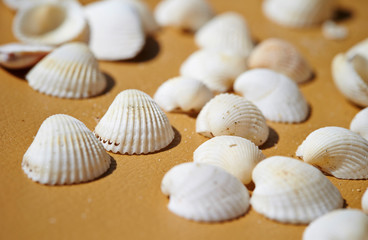 Fototapeta na wymiar White sea shells