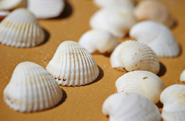 White sea shells