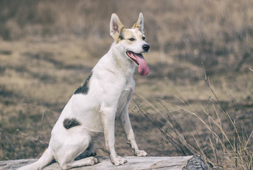 Naklejka premium Portrait of cross-breed of hunting and northern white dog sitting on a log and watching for enemies