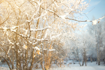 Winter sunny tree background. Branches covered snow. Seasonally Christmass winter background concept.
