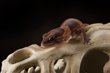 salamndra con fondo nero