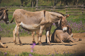 Naklejka na ściany i meble Donkeys on farm in Punta-Ala.