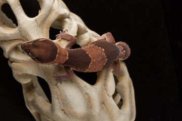 salamndra con fondo nero