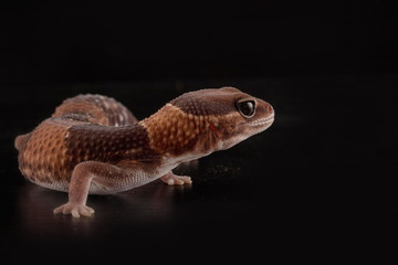 salamndra con fondo nero
