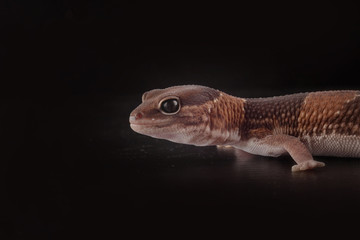 salamndra con fondo nero