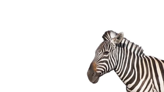 zebra on  white background