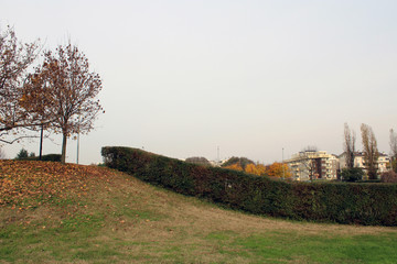 Fototapeta premium Siepe serpeggiante con prato albero e cielo
