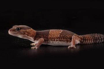salamndra con fondo nero