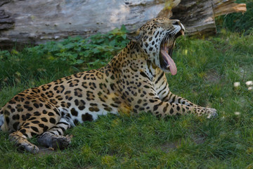 Fototapeta na wymiar Jaguar (Panthera onca) Raubkatze