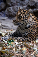 Jaguar (Panthera onca) Raubkatze