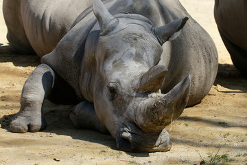 Obraz premium Breitmaulnashorn (Ceratotherium simum) Portrait