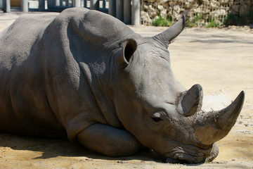 Obraz premium Breitmaulnashorn (Ceratotherium simum) Portrait