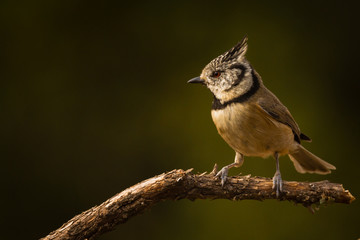 Crested Tit (Lophophanes cristatus) perches on the tree in Andalucia (Spain)
