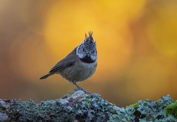 Crested Tit (Lophophanes cristatus) perches on the tree in Andalucia (Spain)