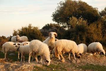 Obraz na płótnie Canvas sheeps enjoy grazing at the green meadow