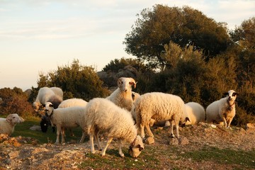 sheeps enjoy grazing at the green meadow