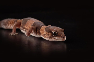 salamndra con fondo nero