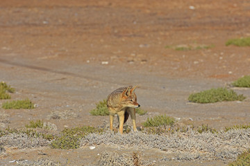 Schabrackenschakal (Canis mesomelas) an der Skelettküste bei Cape Cross (Namibia)