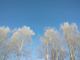 Obraz na płótnie Canvas bare frozen trees in winter