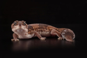 salamndra con fondo nero