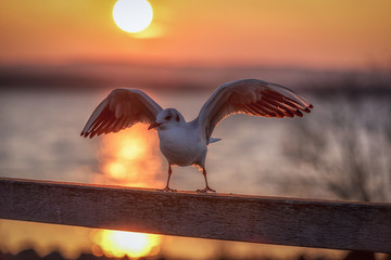 Möwe nach Landung am Steinhuder Meer während Sonnenuntergang