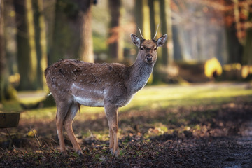 Junger Damhirsch in Wisentgehege Springe